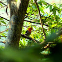 Burung Cabai Jawa, Scarlet-headed Flowerpecker
