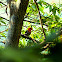 Burung Cabai Jawa, Scarlet-headed Flowerpecker