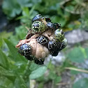 Southern green stink bug / Green vegetable bug