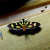 Red-waisted florella moth