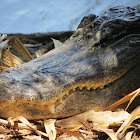 American Alligator