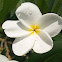 White frangipani