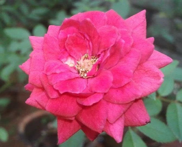 Rose | Project Noah