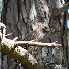 Red-Tailed Hawk