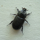 Rhino Beetle