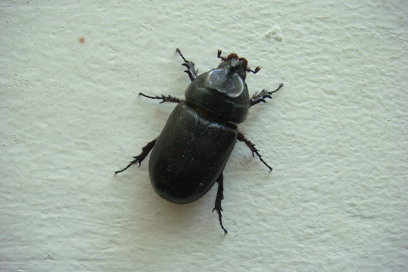 Rhino Beetle | Project Noah