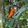 Guianan Cock-of-the-rock