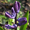 Hyacinth, buds