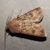 Common Cutworm, Turnip Moth