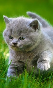 Lastest Baby Cat live wallpaper APK for PC