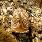 Striped Nudibranch