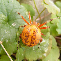 Ohio Arachnids