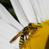 pacific digger wasp or beewolf