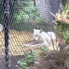 Arctic Wolf