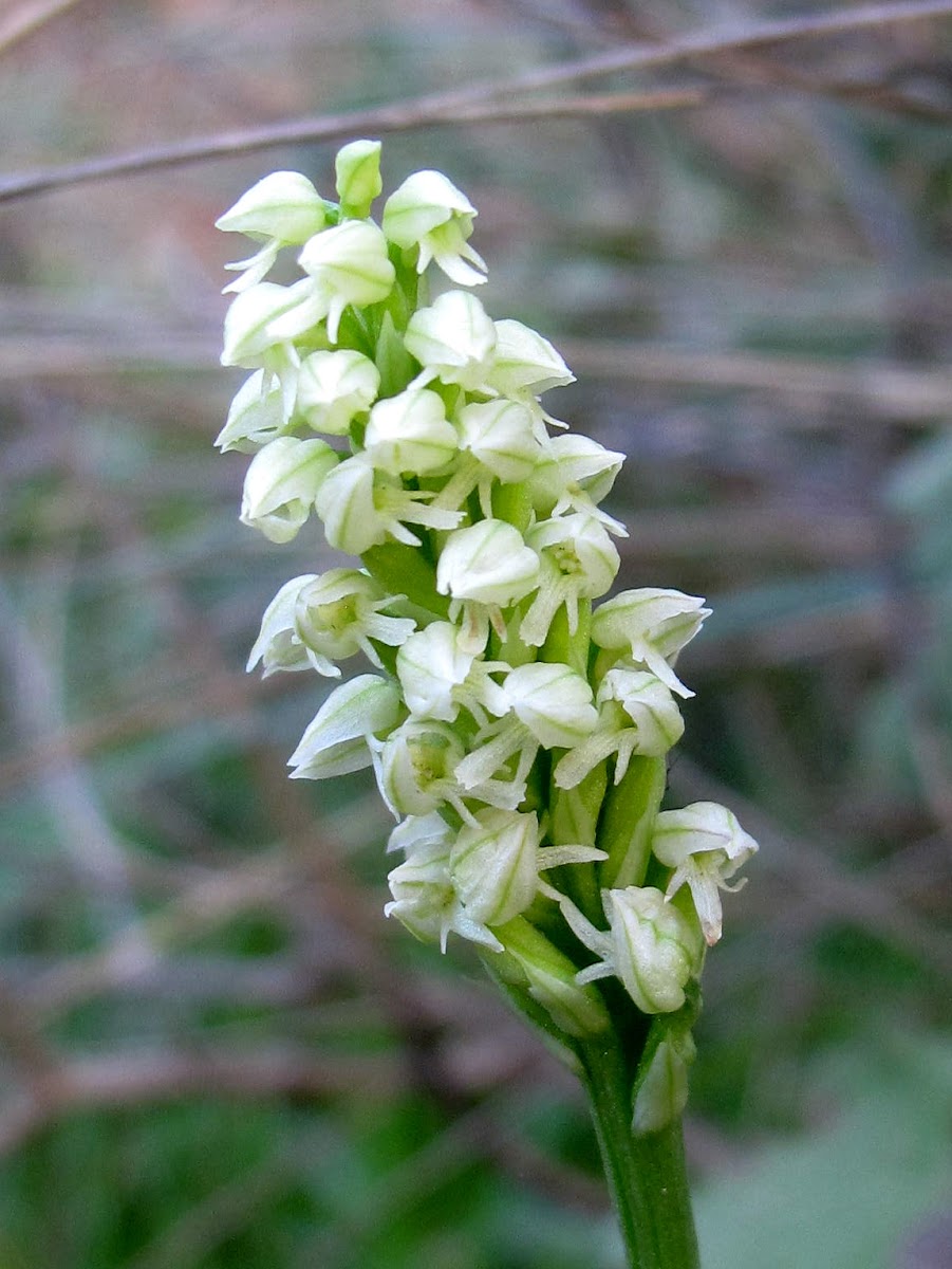 Dense Flowered Orchid