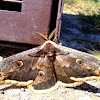 Great Peacock Moth