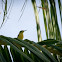 Female Olive-backed Sunbird, Yellow-bellied Sunbird