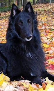 Belgian Sheepdog Wallpapers Screenshots 7