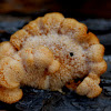 Mock Oyster Mushroom