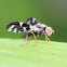 fly (Phasia Sp)