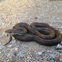 Black rat snake