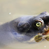 Fitzroy River Turtle