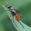 Parasitic Wasp