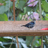 Blue-Black Grassquit/Tiziu