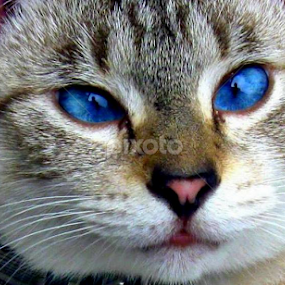 Baby Blues by Dianne Stephens-Miller - Animals - Cats Portraits