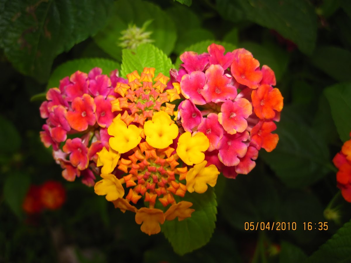 Lantana Plant