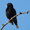 Dusky indigobird