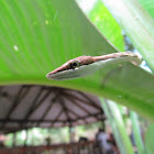 Mexican Vine Snake