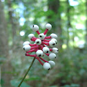 White baneberry or doll's eyes