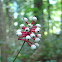 White baneberry or doll's eyes