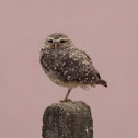 Burrowing Owl, Coruja buraqueira