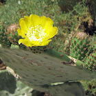 Indian fig opuntia or barbary fig