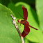 Red Grasshawk, Common Parasol