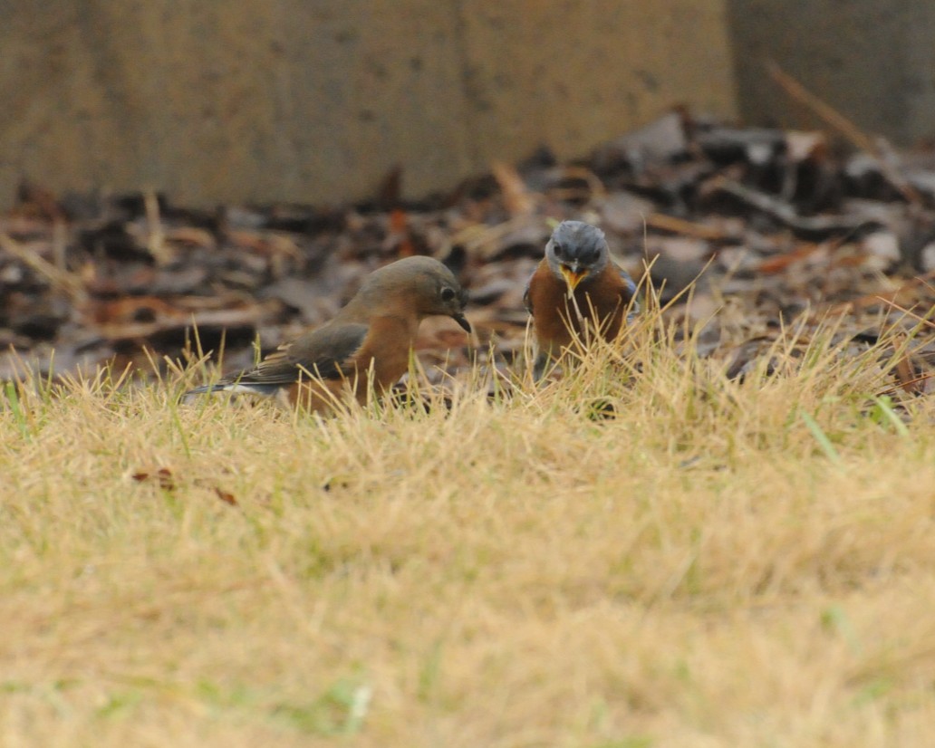 Eastern Bluebird (Male and Female)