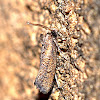 Miniscule Moth