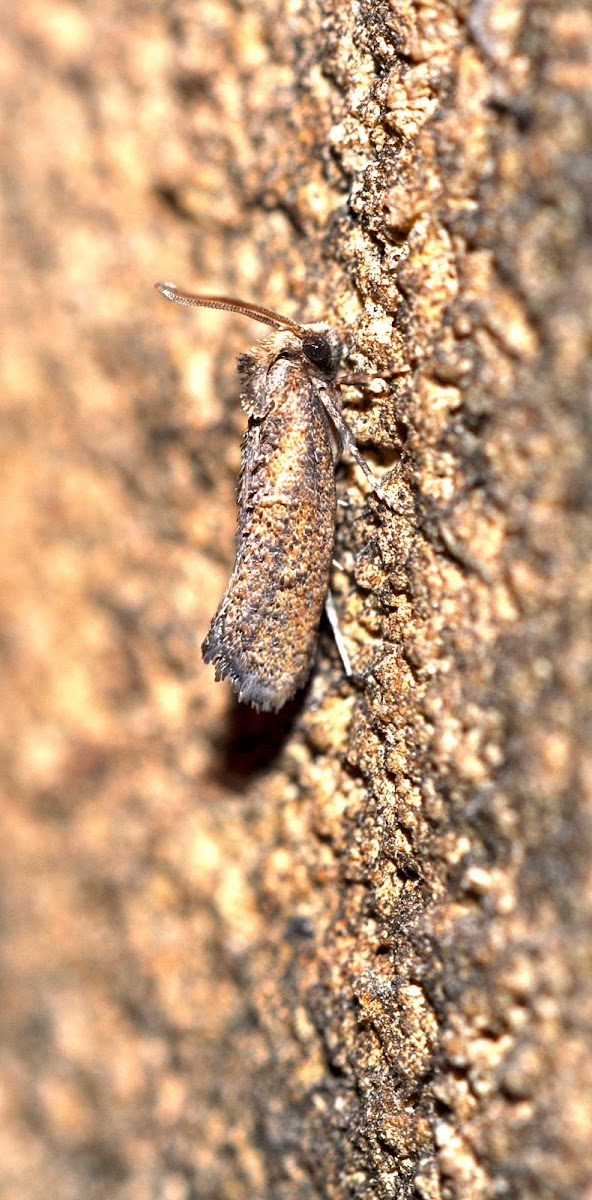 Miniscule Moth