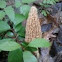 Morel mushroom