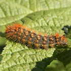 Caterpillar