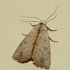Dead-wood borer moth