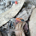 Red Cotton Bug and Nymph