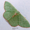 Red-Bordered Emerald Moth