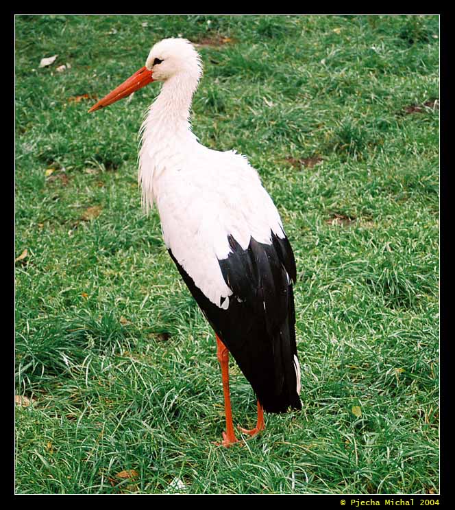 White stork (Ciconia ciconia)