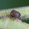 Bulbous treehopper