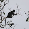 Ebony leaf Monkey - Black fur