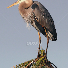 Great Blue Heron by Sandra Blair - Animals Birds