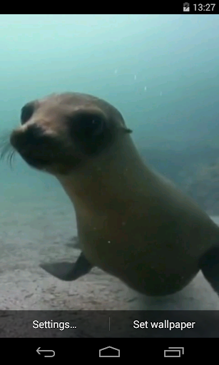 Fur seal Video Live Wallpaper